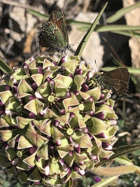 Flower of Antelope Horns (Asclepias asperula)
