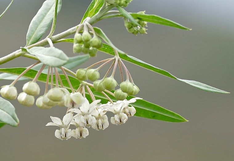 Flower of Balloon Plant (Gomphocarpus physocarpus)