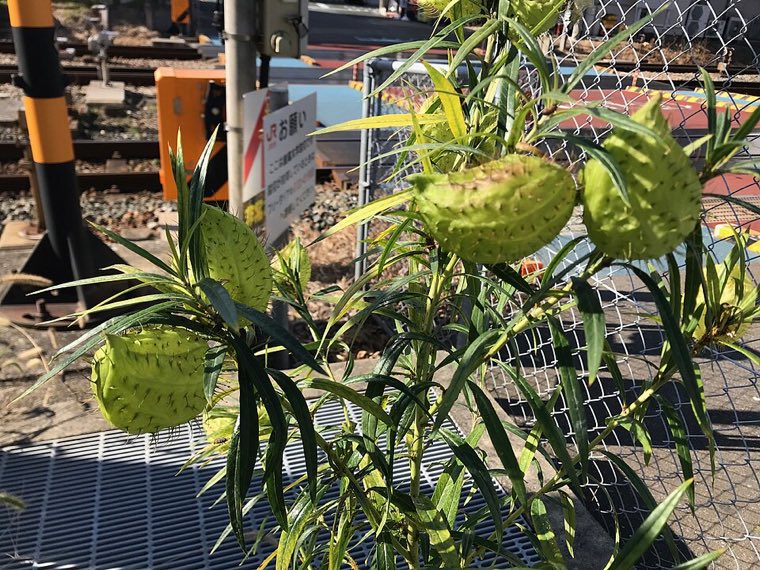 Pod and seed of Balloon Plant (Gomphocarpus physocarpus)