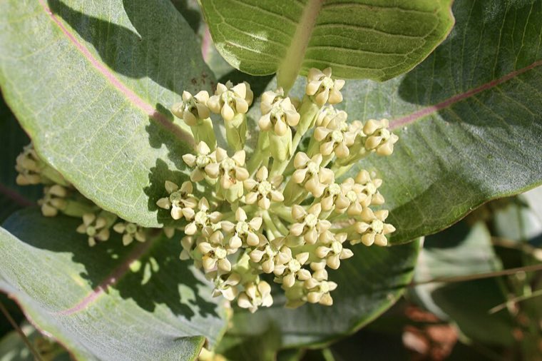 Flower of Broadleaf Milkweed (Asclepias latifolia)