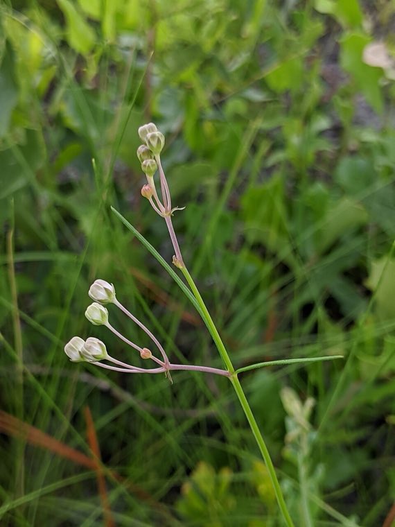 Flower of Carolina Milkweed (Asclepias cinerea)