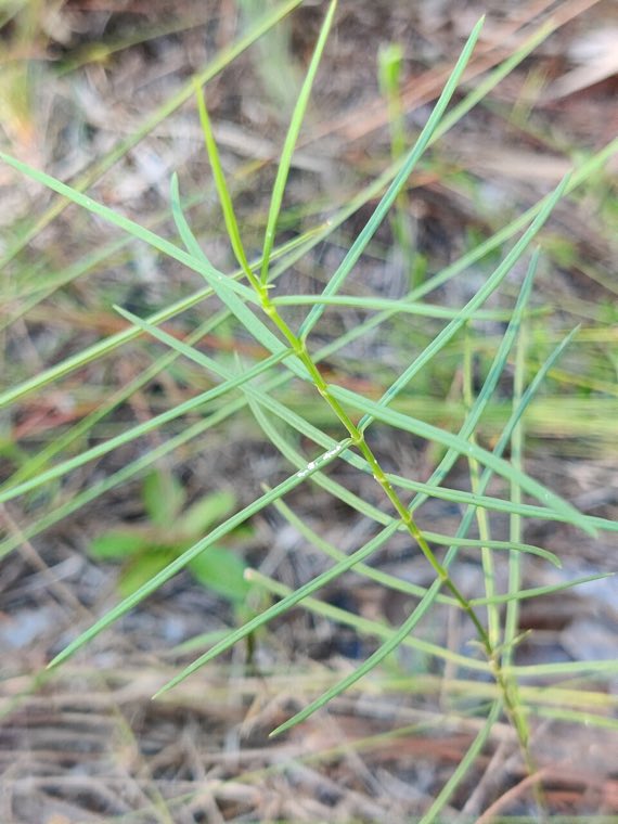 Leaves of Carolina Milkweed (Asclepias cinerea)