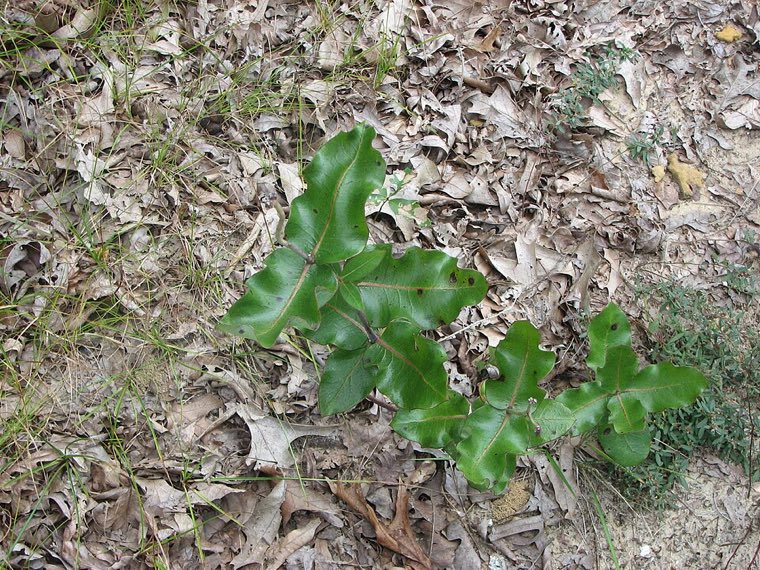 Leaves of Clasping Milkweed (Asclepias amplexicaulis)