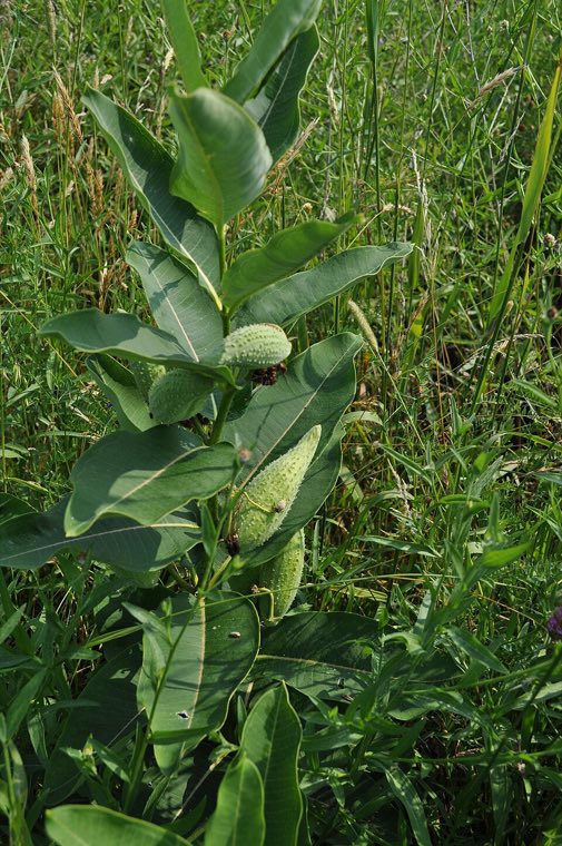Pod and seed of Common Milkweed (Asclepias syriaca)
