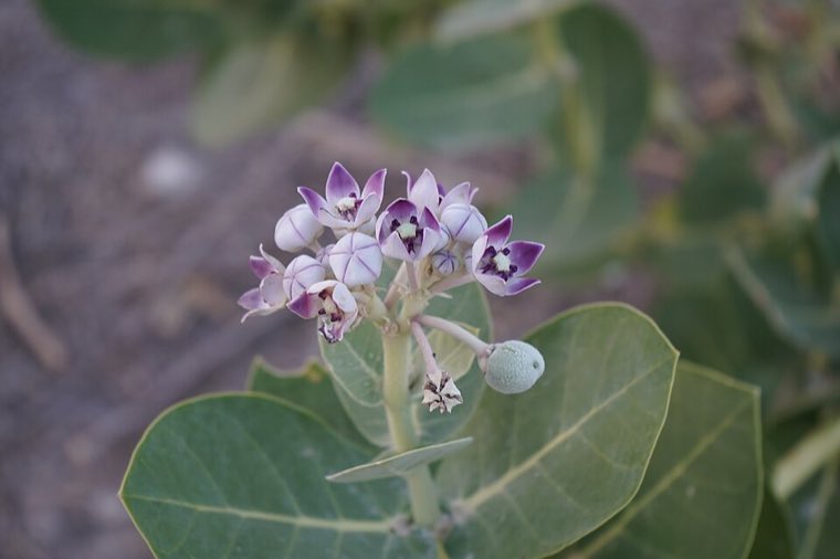 Flower of Giant Milkweed (Calotropis procera)