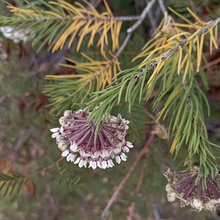 Flower of Pineneedle Milkweed (Asclepias linaria)