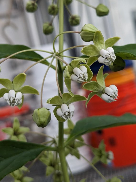 Flower of Poke Milkweed (Asclepias exaltata)