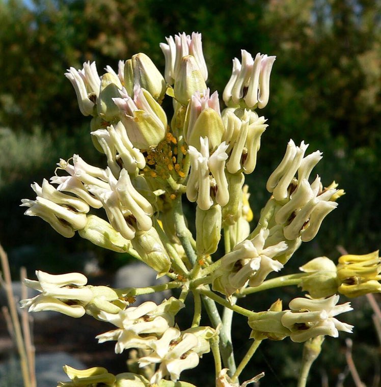 Flower of Rush Milkweed (Asclepias subulata)