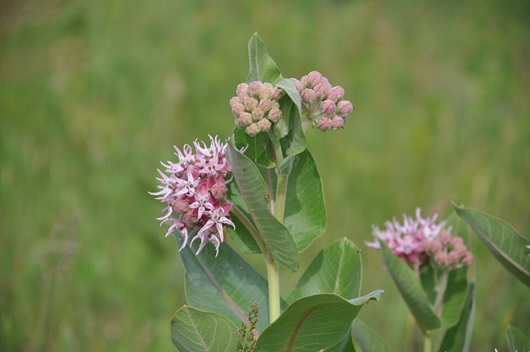 Flower of Showy Milkweed (Asclepias speciosa)