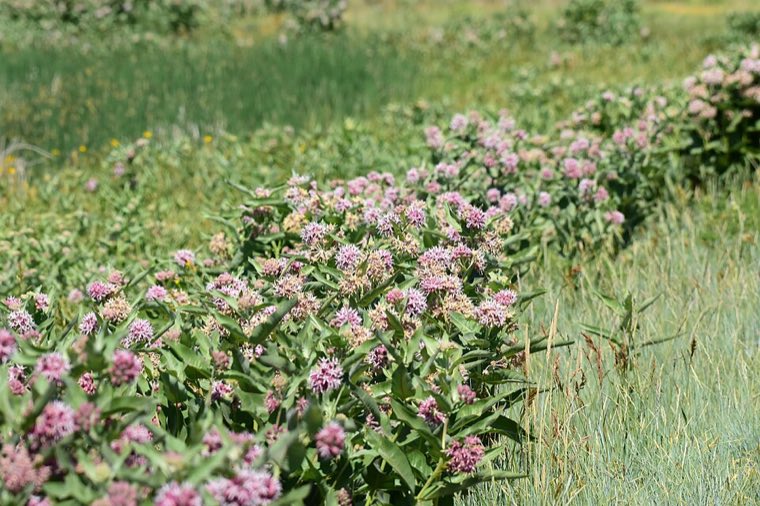 Pod and seed of Showy Milkweed (Asclepias speciosa)
