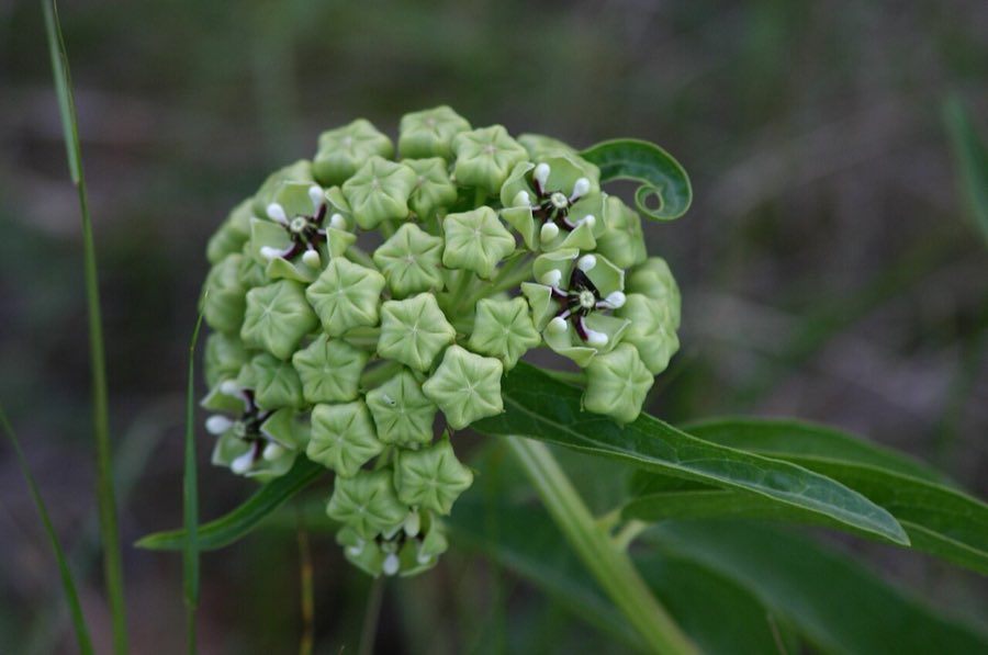 Antelope Horns (Asclepias asperula). Asclepias asperula - Antelope Horns
