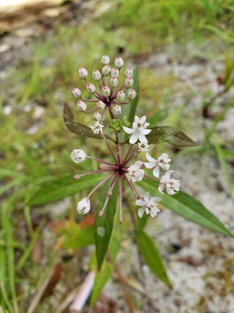 Aquatic Milkweed (Asclepias perennis). Asclepias perennis 222094081
