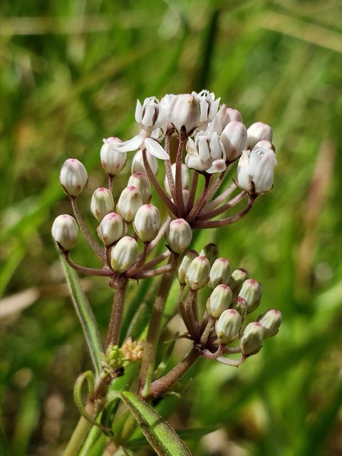 Aquatic Milkweed (Asclepias perennis). Asclepias perennis 222093949