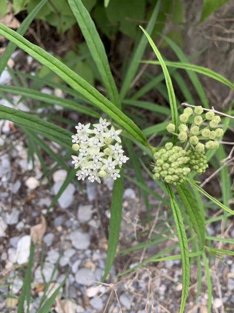 Arizona Milkweed (Asclepias angustifolia). Arizona Milkweed photographed in Avenida Adolfo Ruíz Cortines, Monterrey, NL, MX