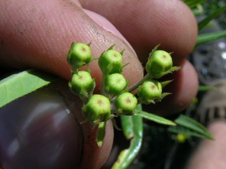 Balloon Plant (Gomphocarpus physocarpus) in flower