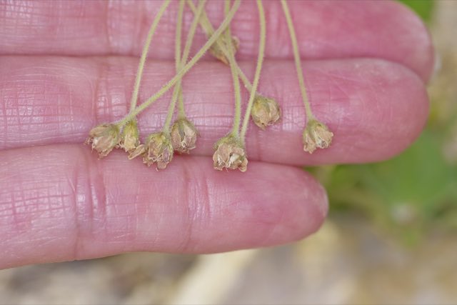 Bear Mountain Milkweed (Asclepias scaposa). Bear Mountain Milkweed photographed in Pecos County, TX, USA