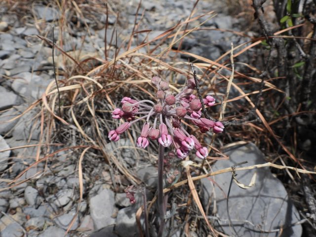 Bear Mountain Milkweed (Asclepias scaposa). Bear Mountain Milkweed photographed in Saltillo, MX-CA, MX