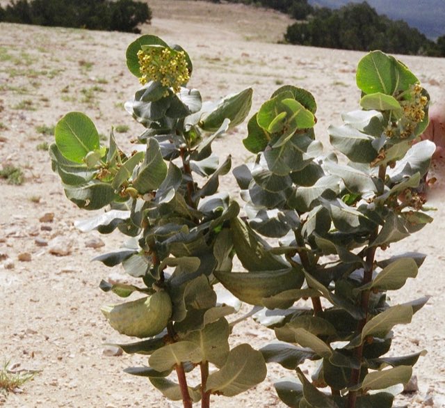 Broadleaf Milkweed (Asclepias latifolia). Asclepias latifolia - 49961588466