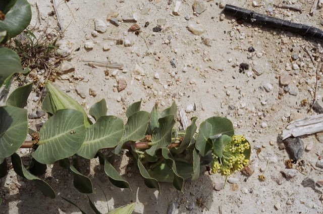 Broadleaf Milkweed (Asclepias latifolia). Asclepias latifolia - 49961591761