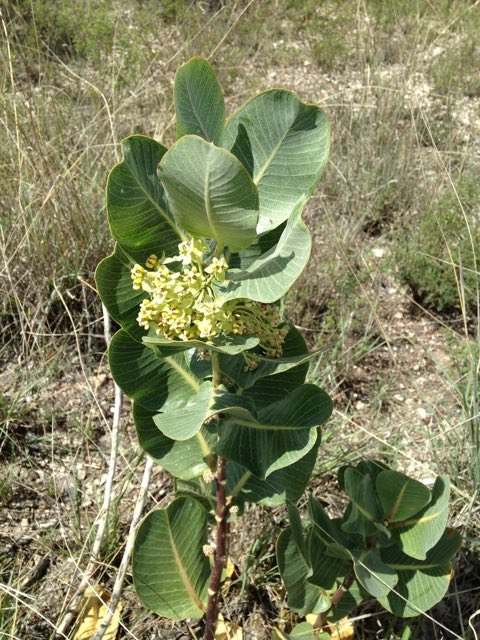 Broadleaf Milkweed (Asclepias latifolia). Broadleaf Milkweed photographed in Presidio County, US-TX, US