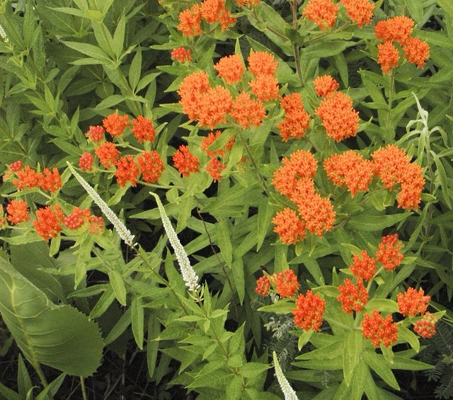 Butterfly Weed (Asclepias tuberosa). Asclepias tuberosa BUTTERFLY MILKWEED (3194738925)