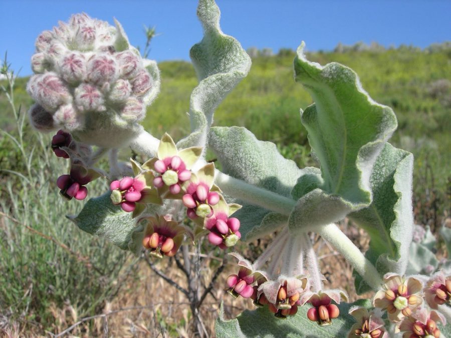 California Milkweed (Asclepias californica). Asclepias californica (172276296)