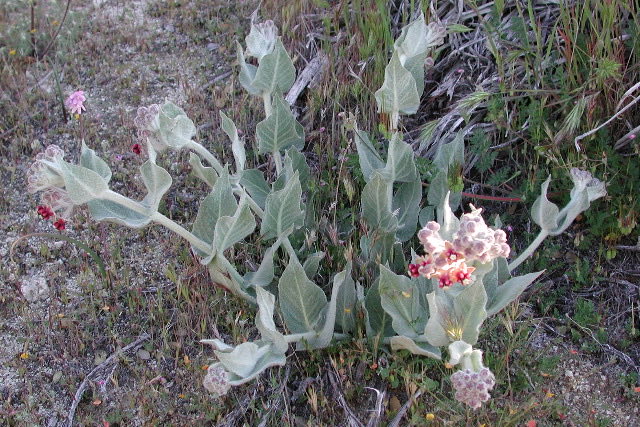 California Milkweed (Asclepias californica). Asclepias sp. (Marshal Hedin)
