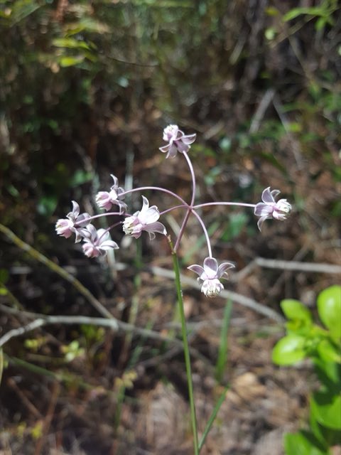 Carolina Milkweed (Asclepias cinerea). Asclepias cinerea 81675244