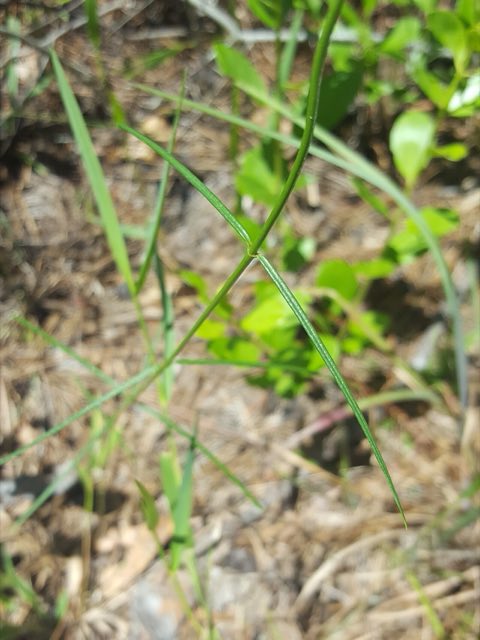 Carolina Milkweed (Asclepias cinerea). Asclepias cinerea 81675303