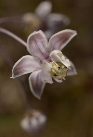 Carolina Milkweed (Asclepias cinerea) in flower