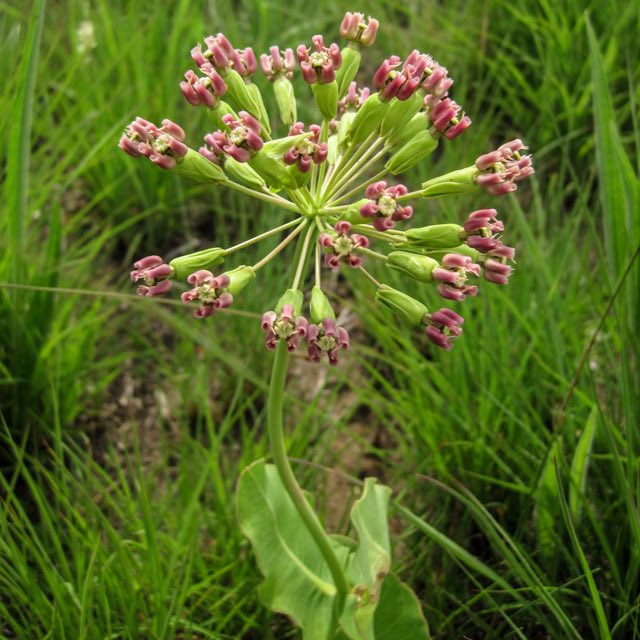 Clasping Milkweed (Asclepias amplexicaulis). Asclepias amplexicaulis
