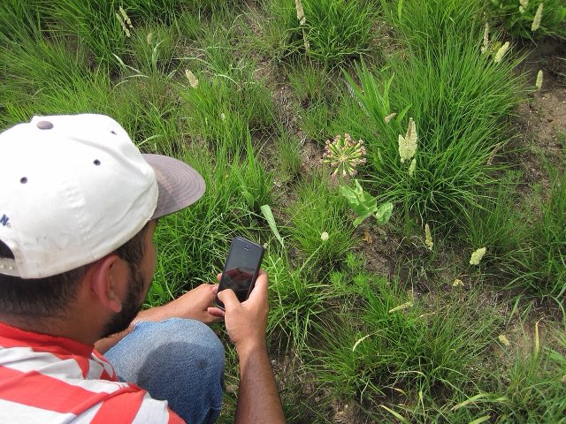 Clasping Milkweed (Asclepias amplexicaulis). Photographing Asclepias amplexicaulis at Nachusa Grasslands