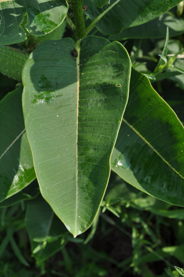 Common Milkweed (Asclepias syriaca). Asclepias syriaca - leaf (18716484236)