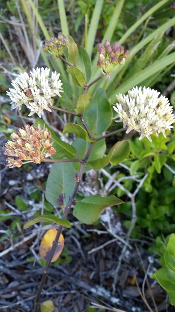 Curtiss’ Milkweed (Asclepias curtissii). Curtiss’ Milkweed photographed in Florida, US