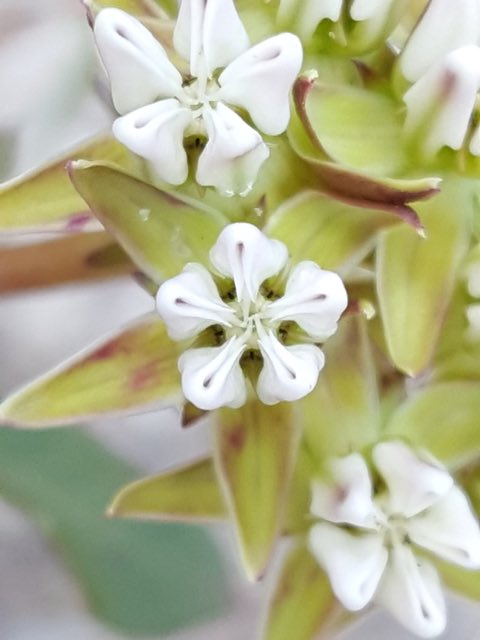 Curtiss’ Milkweed (Asclepias curtissii). Curtiss’ Milkweed photographed in Florida, US
