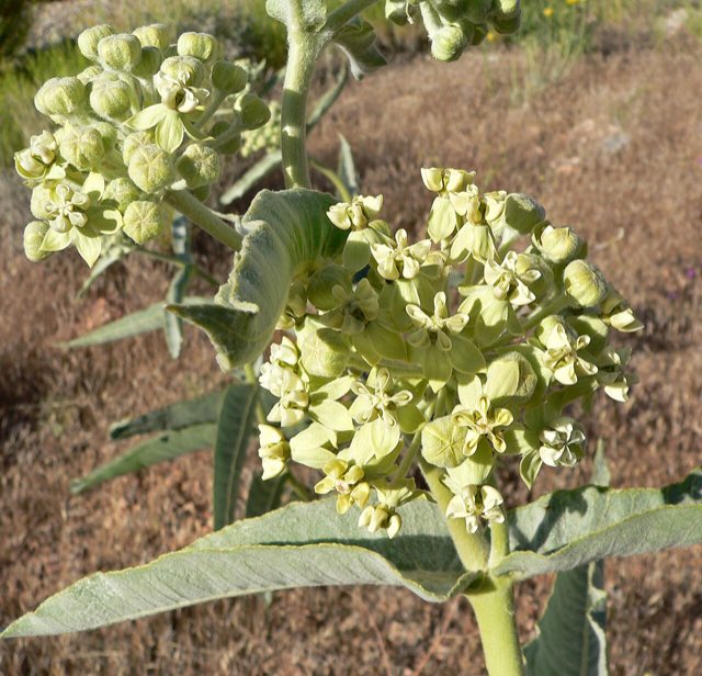 Desert Milkweed (Asclepias erosa). Asclepias erosa 3