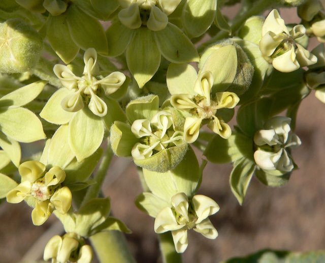 Desert Milkweed (Asclepias erosa). Asclepias erosa 4