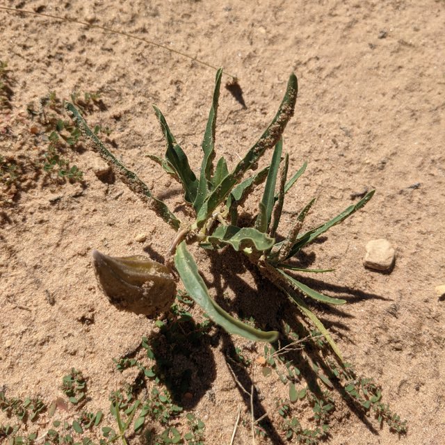 Dwarf Milkweed (Asclepias involucrata). Dwarf Milkweed photographed in Torrance County, NM, USA