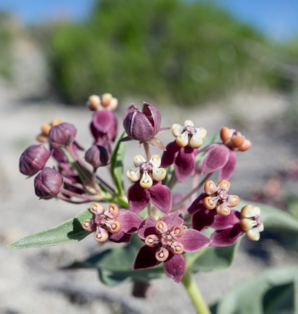 Eastwood’s Milkweed (Asclepias eastwoodiana). Eastwood’s Milkweed photographed in Dave Deacon Camp Rd, Tonopah, NV, US