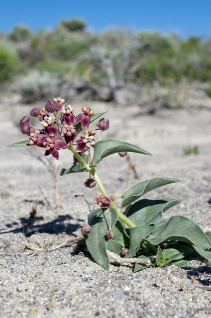 Eastwood’s Milkweed (Asclepias eastwoodiana). Eastwood’s Milkweed photographed in Dave Deacon Camp Rd, Tonopah, NV, US