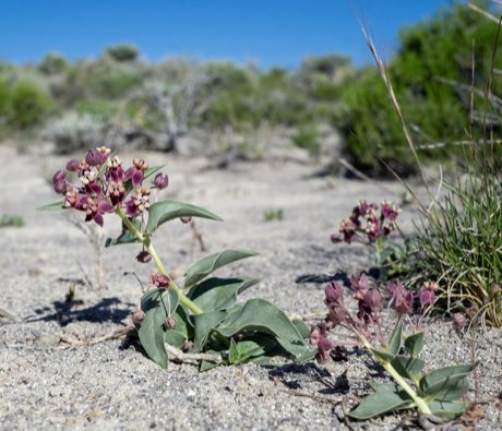 Eastwood’s Milkweed (Asclepias eastwoodiana) in flower