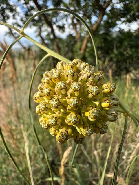 Engelmann’s Milkweed (Asclepias engelmanniana). Asclepias engelmanniana - scevola augustin 04