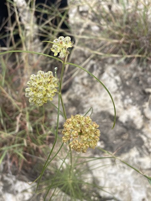 Engelmann’s Milkweed (Asclepias engelmanniana). Engelmann’s Milkweed photographed in Texas, US