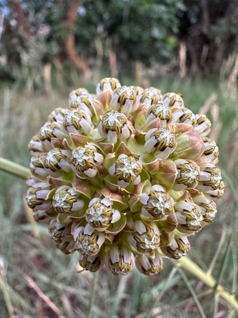 Engelmann’s Milkweed (Asclepias engelmanniana) in flower