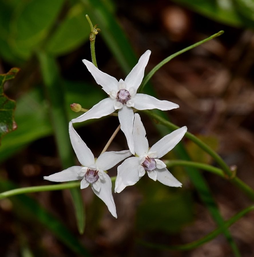 Feay’s Milkweed (Asclepias feayi). Asclepias feayi 1a