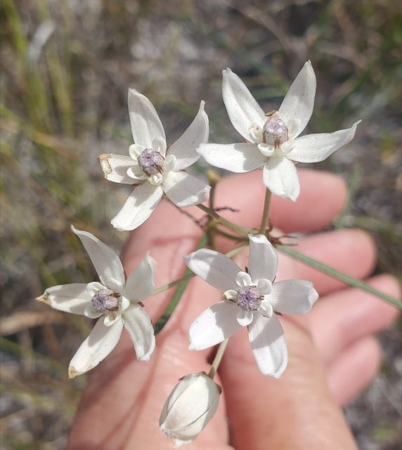 Feay’s Milkweed (Asclepias feayi). Feay’s Milkweed photographed in Yeehaw, FL 34972, USA