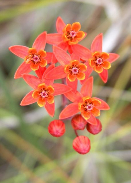 Fewflower Milkweed (Asclepias lanceolata). Asclepias lanceolata (9099844995)