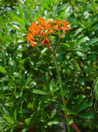 Fewflower Milkweed (Asclepias lanceolata) in flower