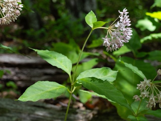 Fourleaf Milkweed (Asclepias quadrifolia). Asclepias quadrifolia 511684117