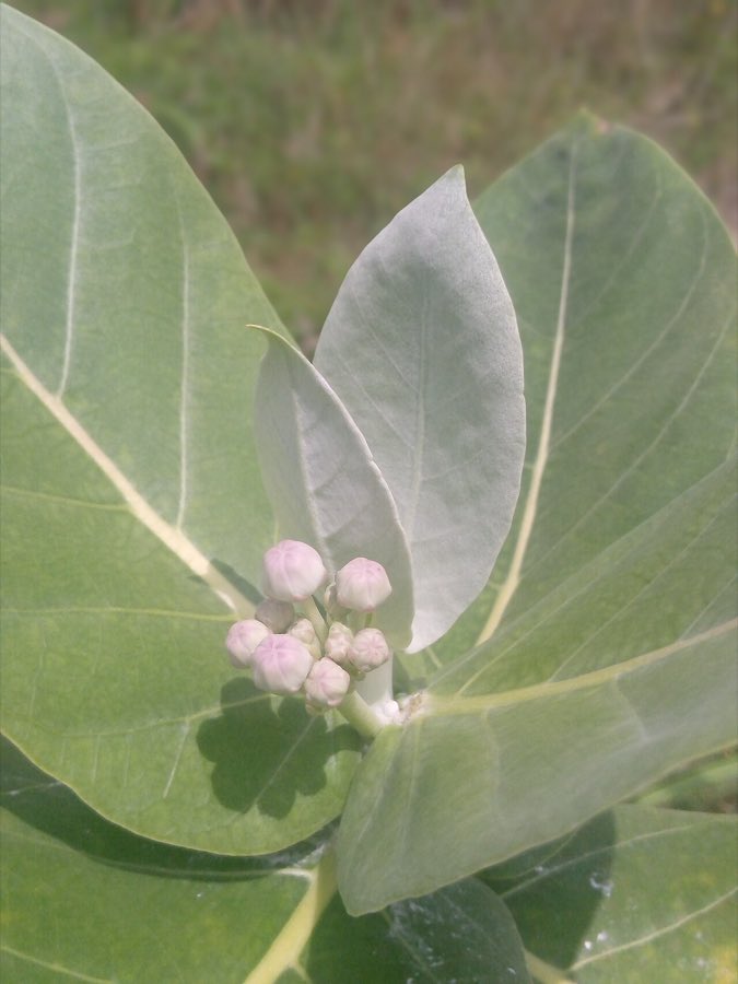 Giant Milkweed (Calotropis procera). Calotropis procera flower